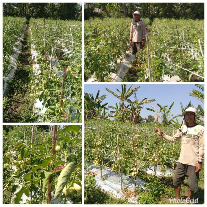 PETANI MUDA YANG TERTARIK DENGAN BUDIDAYA HORTIKULTURA