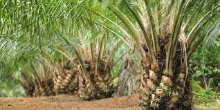TEKNOLOGI MENURUNKAN EMISI GAS RUMAH KACA  DI LAHAN SAWAH DAN PERKEBUNAN