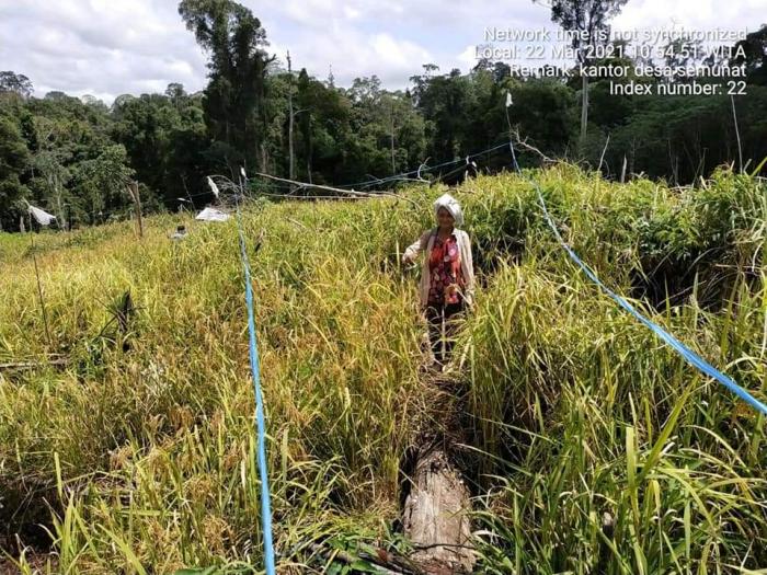 2,016 Ton/ Ha Produktivitas Padi Gogo Di Desa Semunad  