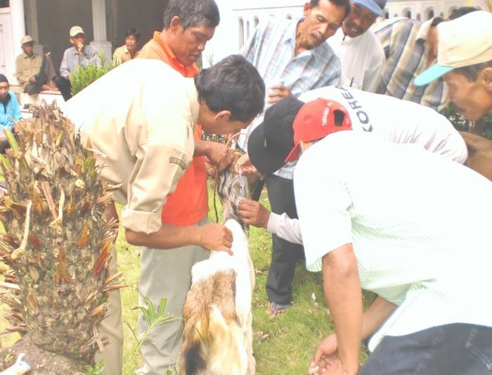 PENGOBATAN SCABIES PADA KAMBING
