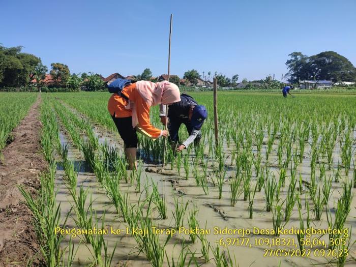 Kaji Terap:  Metode Cepat Dalam Mendiseminasikan Teknologi Pertanian Di Kabupaten Tegal