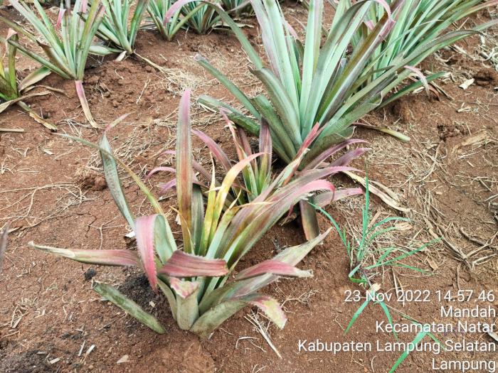 MENGENAL PENYAKIT LAYU PADA TANAMAN NANAS
