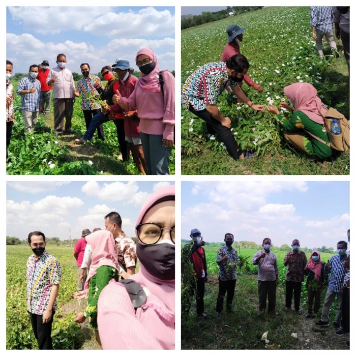 Kunjungan dari Kabupaten Madiun pada Tanaman Kangkung di Desa Banjarsari Kec. Trucuk Kabupaten Bojonegoro
