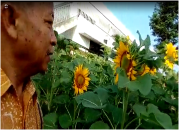 Kiat Sukses Petani Dalam Membuahkan  Tanaman Mangga Diluar Musim ((Off - Season)