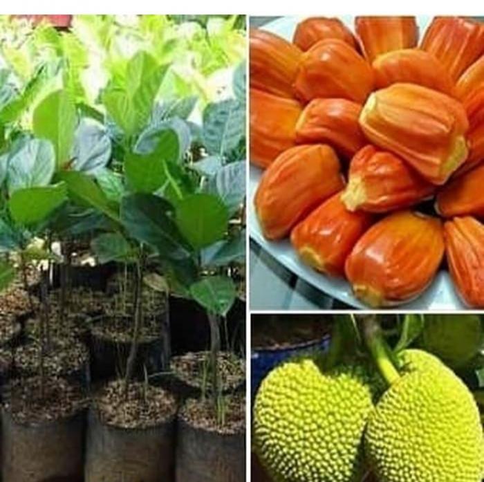 MENGENAL BENGKOANG DAN MANFAATNYA UNTUK KESEHATAN