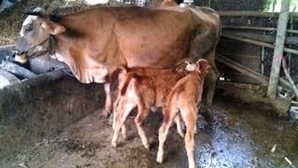 Peningkatan Populasi Ternak Sapi Melalui Inseminasi Buatan