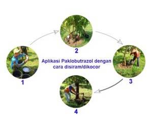 Perbanyakan Benih Tanaman Bunga Krisan