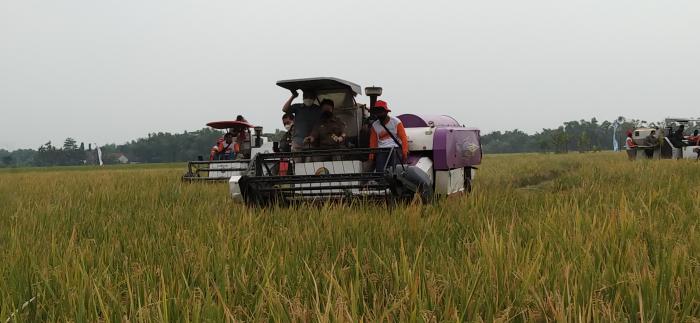 PANEN RAYA DI JOMBANG, MENTAN AJAK  PERHATIKAN PERTANIAN
