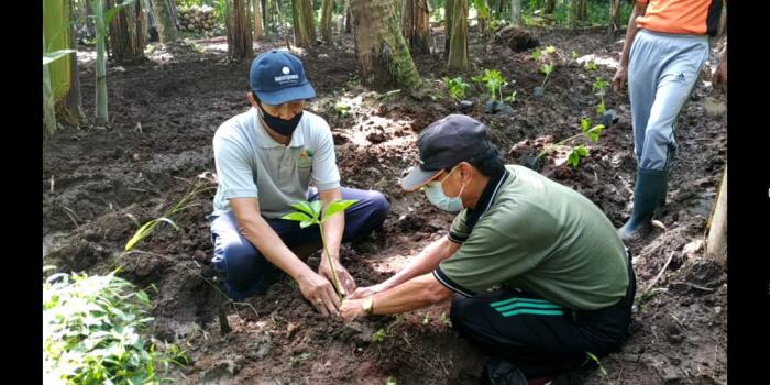 Porang Tanaman Primadona Yang Mulai Dikembangkan Di Kabupaten Karangasem