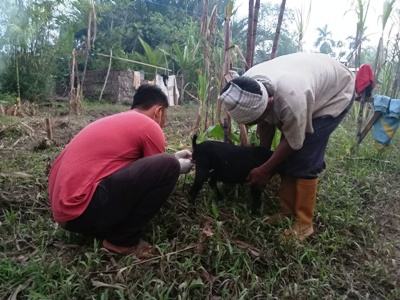 KEGIATAN PELAYANAN KESEHATAN TERNAK DESA BANGLAS
