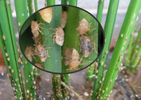 Strategi Pengendalian Hama Wereng Batang Coklat (wbc) Dan Virus Kerdil Rumput Dan Kerdil Hampa