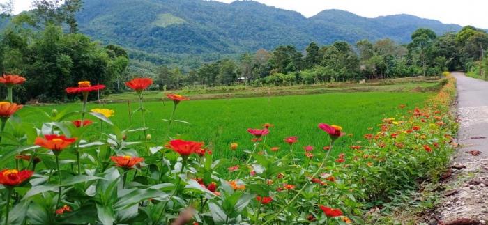 Bertani Padi Selaras Alam Dengan Metode Sri Organik Di Luwu Timur 