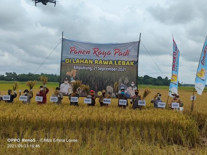 PANEN RAYA DI LAHAN RAWA LEBAK  DESA AMPUKUNG, KECAMATAN KELUA