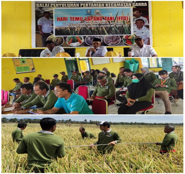 FFD Demplot Perbanyakan Benih Padi di BPP Ganra  