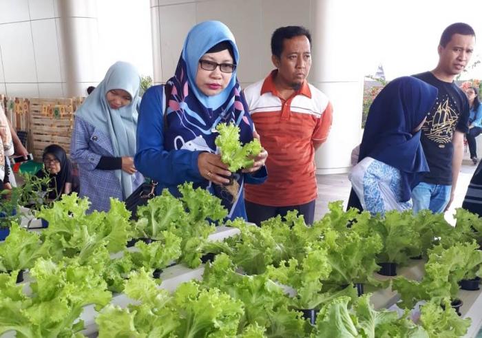 Menanam Selada secara Hidroponik
