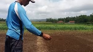 INOVASI TEKNOLOGI PELILINAN/COATING BISA MEMPERPANJANG KESEGARAN BUAH MANGGA HINGGA EMPAT MINGGU/SATU BULAN