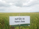 Teknologi Budidaya Padi Khusus dan Biofortifikasi