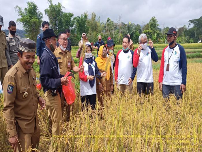 Ubinan Bersama Badan Pusat Statistik Dan Dinas Pertanian Tanaman Pangan Hortikultura Dan Perkebunan Propinsi  Sulawesi Selatan