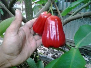 CARA MENANAM JAMBU AIR CITRA