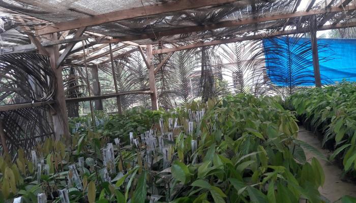 Cara Perbanyakan Bibit  Kakao Dengan Tehnik Sambung Pucuk
