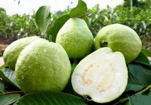JAMBU KRISTAL