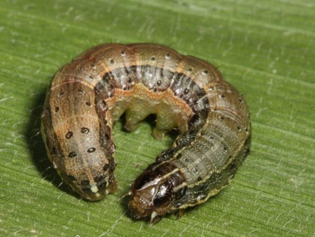 Mengenal Lebih JauhÃ¢â‚¬Âspodoptera Frugiperda F.Ã¢â‚¬Â Hama Terbaru Tanaman Jagung