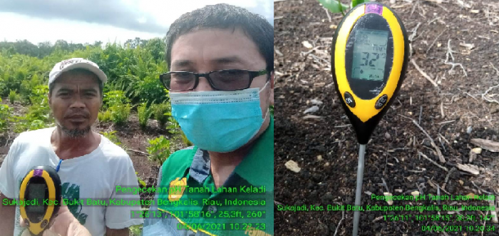 PENGUKURAN pH TANAH PADA LAHAN KELADI DI DESA SUKAJADI