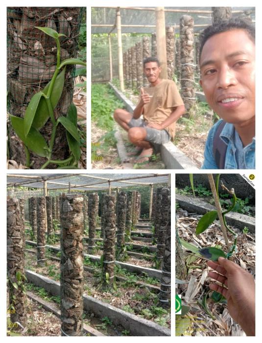 Budidaya Tanaman Vanili (vanilla Planifolia) Di Desa Turaloa Kecamatan Wolomeze Kabupaten Ngada Oleh Ferdinandus Riwu  Longa, SP..