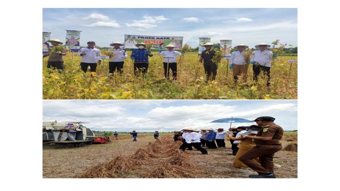 Panen Raya Kedelai Sebagai Wujud Nyata Keberhasilan Program Ip.300 Di Kecamatan Toili