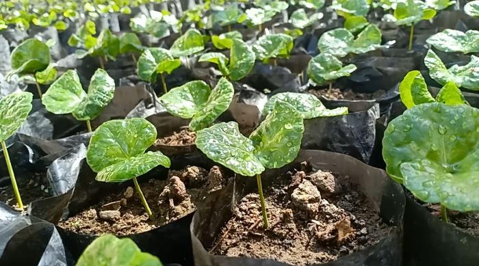 CARA PEMBIBITAN KOPI ARABIKA