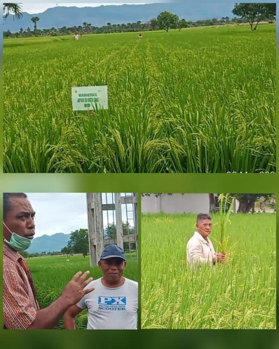 ROUGING TANAMAN PADI UNTUK PERBENIHAN