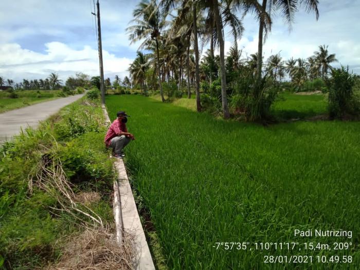 Menjawab Permasalahan dan Tantangan Pengembangan Lada