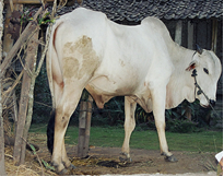 PEKARANGAN UNTUK PANGAN KELUARGA