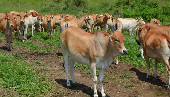 PEMENUHAN DAGING MELALUI PENGEMBANGAN SAPI PESISIR