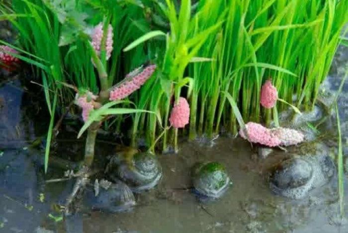 CARA  PENGAMBILAN CONTOH GAS GAS RUMAH KACA DI LAHAN SAWAH