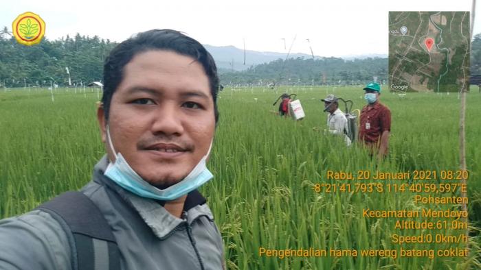 Pengendalian Hama Wereng Batang Coklat (wbc) Di Subak Semanggong