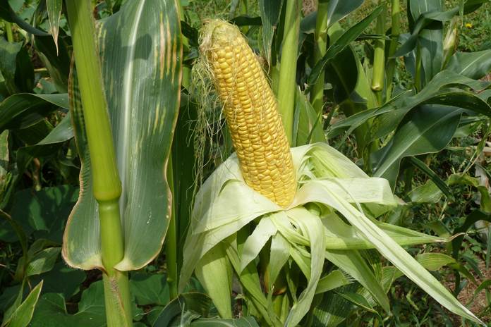 Resep Pemupukan Jagung Manis
