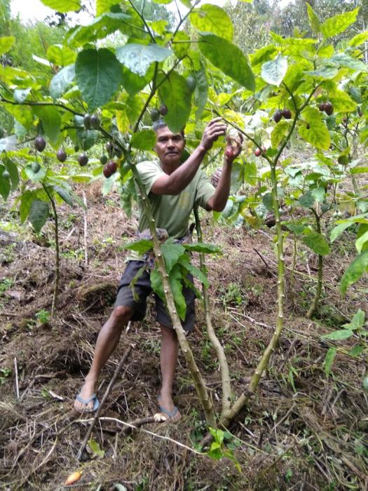 Pengembangan Terong Belanda Mendukung Peningkatan Produksi Tanaman Hortikutura Kecamatan Buntu Pepasan