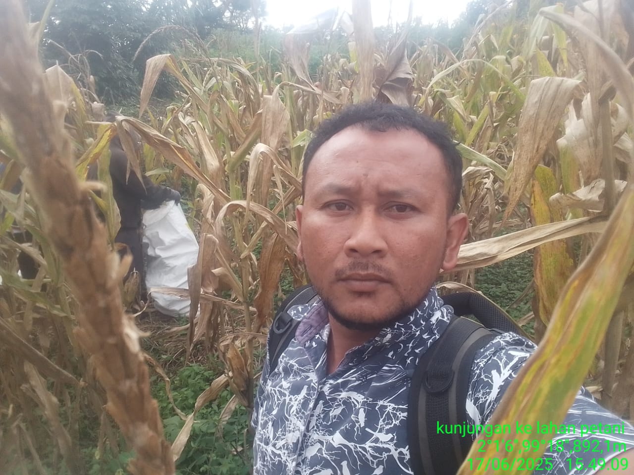 Cendawan Fusarium Pada Tanaman Jagung