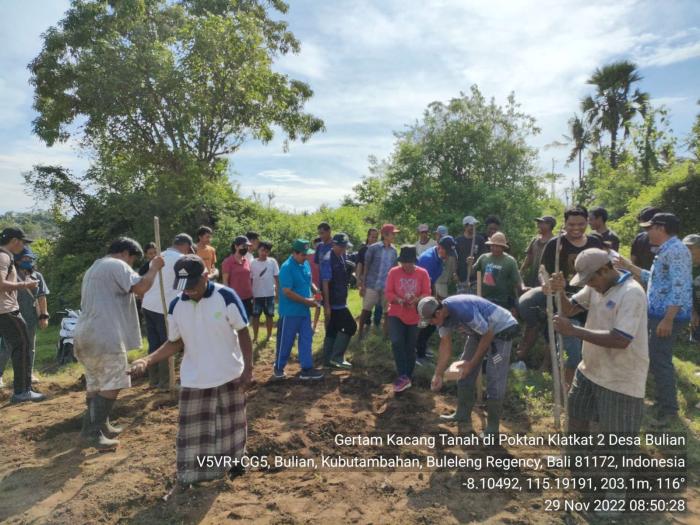 Gerakan Tanam Kacang Tanah Di Desa Bulian Kec.kubutambahan Kab.buleleng-bali
