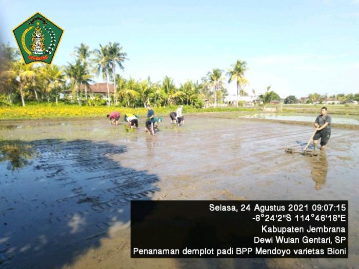 Bpp Mendoyo Gandeng Pupuk Hayati 