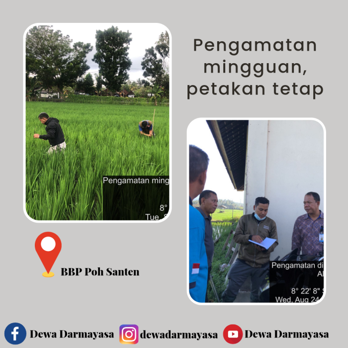 Pengamatan Petak Tetap Pada Tanaman Padi, Mengurangi Resiko Gagal Panen