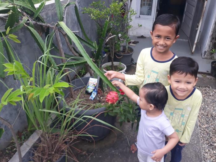 APLIKASI SEDERHANA  PROMOL 12  PADA TANAMAN HORTIKULTURA