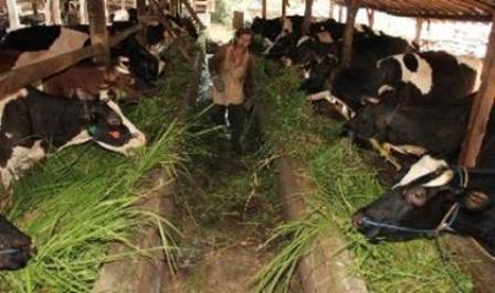Rekomendasi Pemupukan Tanaman Kedelai di lahan sawah  dengan  Pola: Padi-Padi-Kedelai