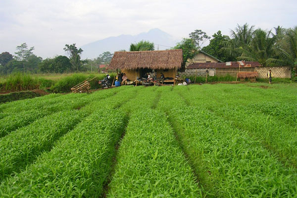 Pemeliharaan dan Pemupukan Tanaman Kangkung