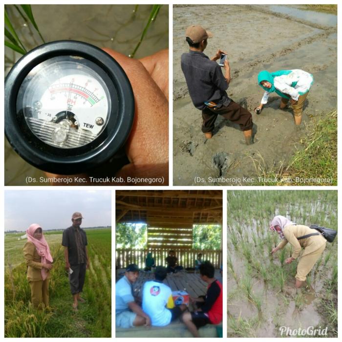 Penggelolaan lahan asem-asemen Desa Sumberejo Kec.Trucuk,Kabupaten Bojonegoro Tahun 2019.