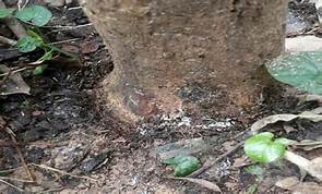 BUDIDAYA BUAH NAGA DI LAHAN SAWAH