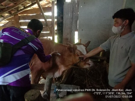 Sebelas Ribu Dosis Vaksin Pmk Untuk Sapi  Blora