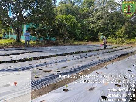 pembuatan kaji terap komoditas hortikultura balai penyuluhan pertanian kecamatan Paju epat kabupaten Barito timur KALTENG 