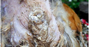 Kurap (ringworm)